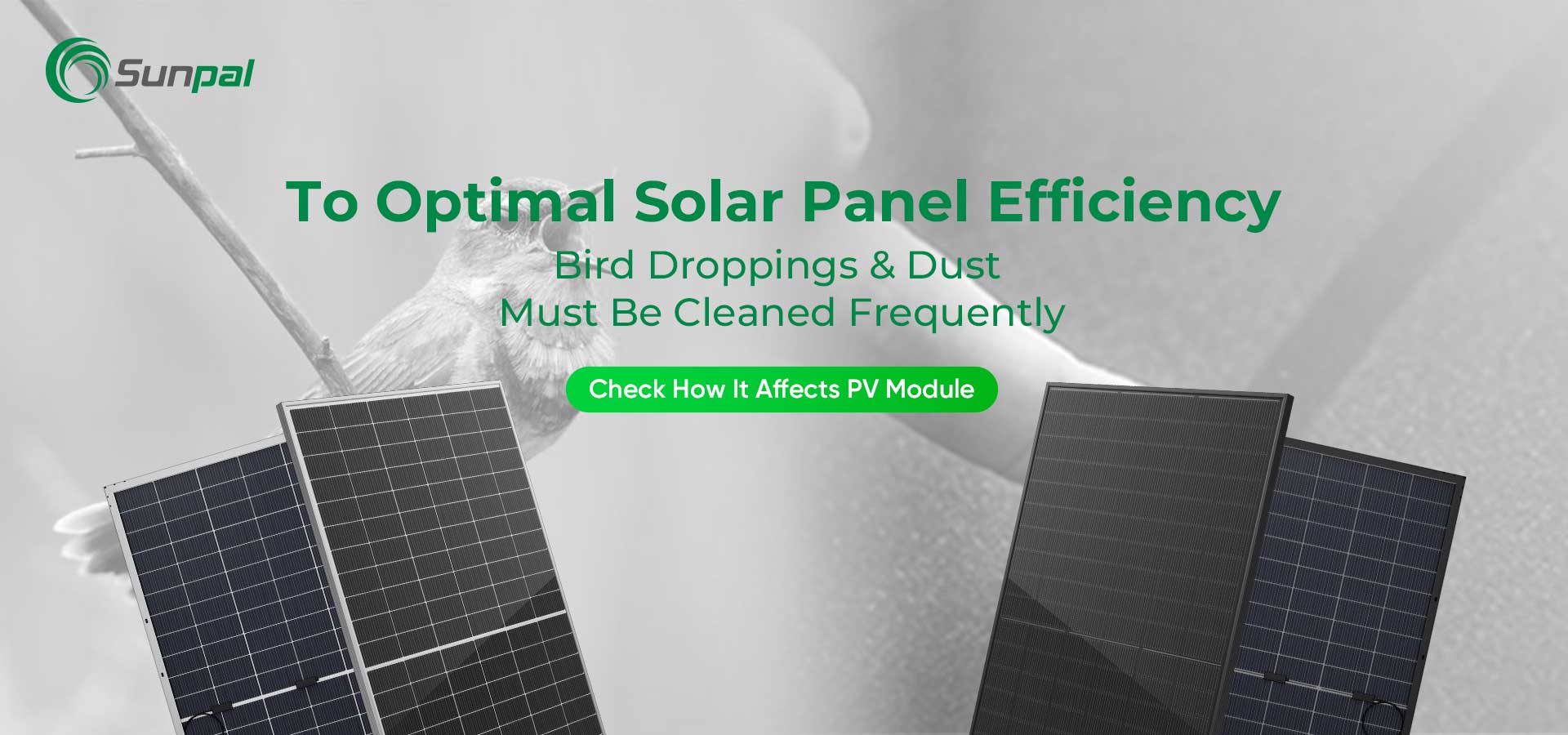 Dust & Bird Droppings: Cleaning For Optimal Solar Panel Performance